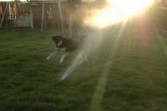 SprinklerFight3997