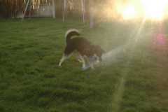 SprinklerFight3999