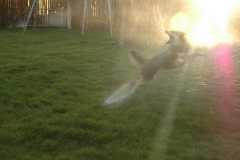 SprinklerFight4000