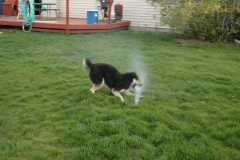 SprinklerFight4003