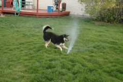 SprinklerFight4004