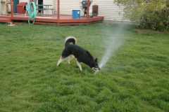 SprinklerFight4006