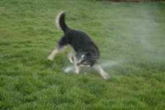 SprinklerFight4021