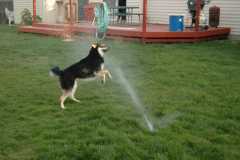 SprinklerFight4025