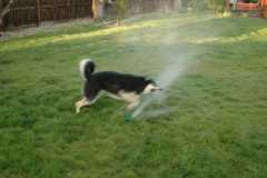 SprinklerFight4036