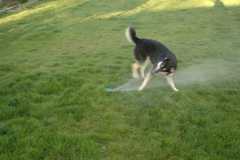 SprinklerFight4040