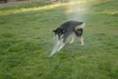 SprinklerFight4042