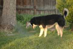 SprinklerFight4081