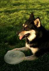 t20050508Sika1