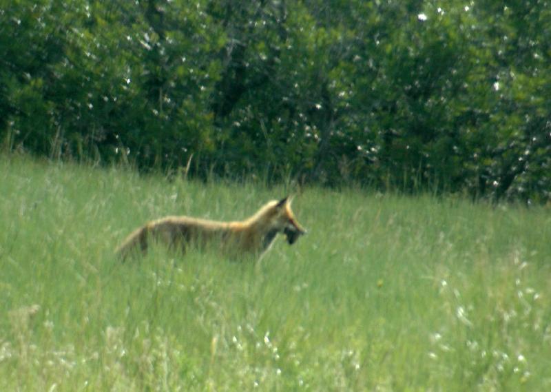 20050604Roxborough345
