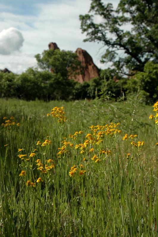 20050604Roxborough377