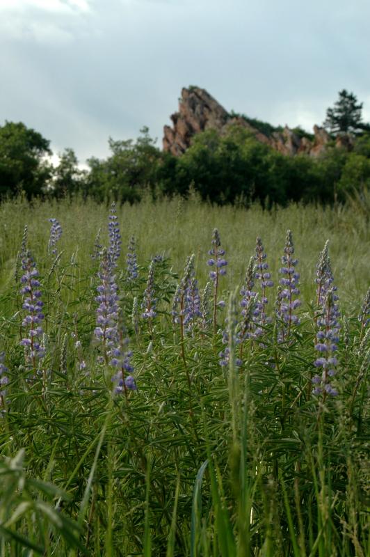 20050604Roxborough652