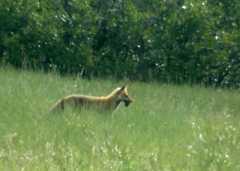 20050604Roxborough345