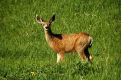20050604Roxborough506