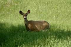 20050604Roxborough512