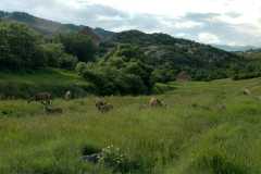 20050604Roxborough578