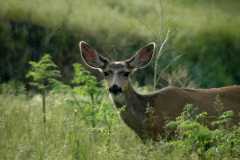 20050604Roxborough581
