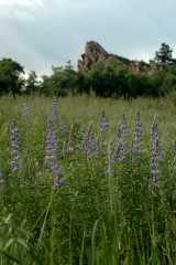 20050604Roxborough652