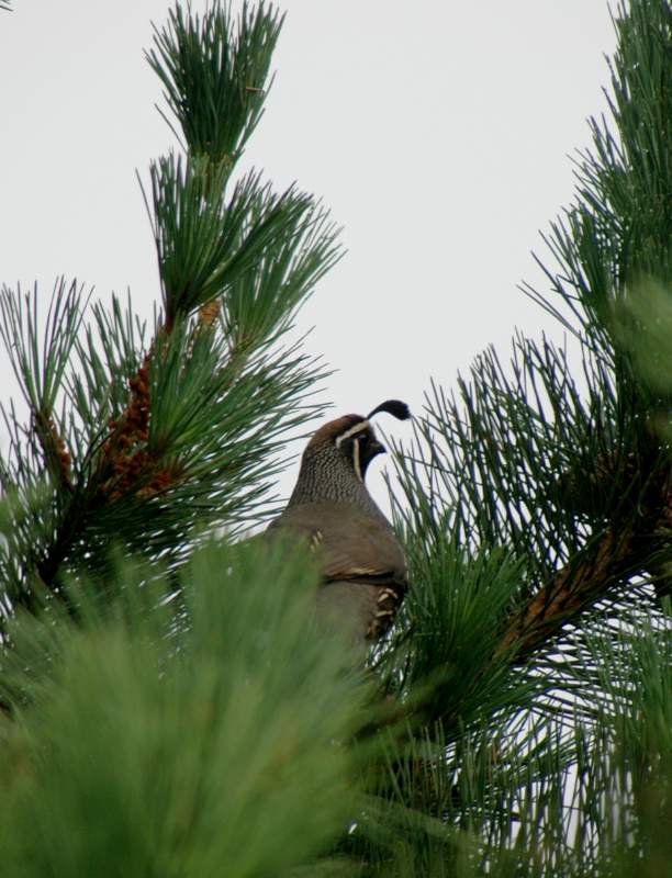 2005SanFranQuail6116