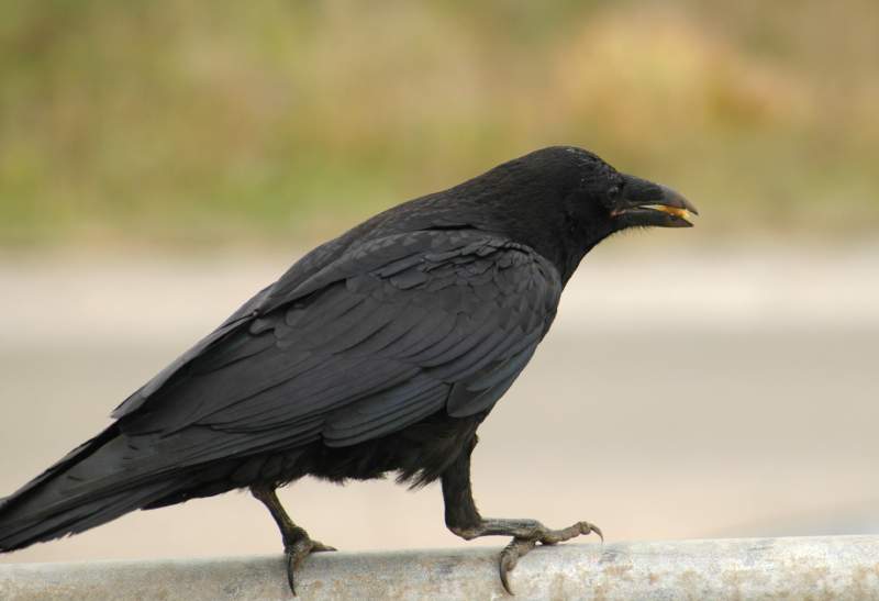 2005SanFranRaven6097