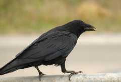 2005SanFranRaven6097