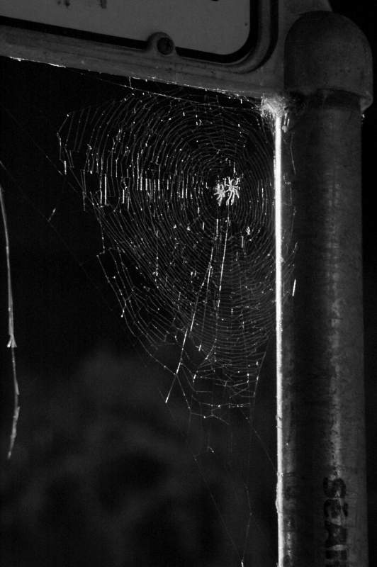 2005LarkspurSpiders6301