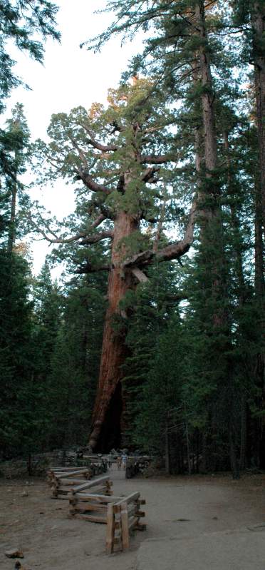 2005YosemiteGrizzlyGiant6881