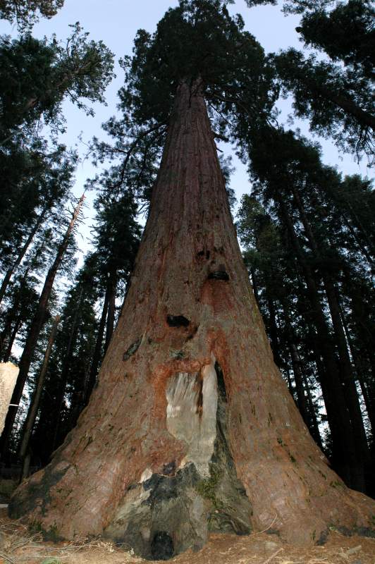 2005YosemiteSequoia6905-9