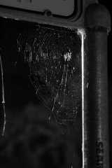 2005LarkspurSpiders6301