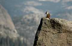 2005YosemiteGlacierPoint6734