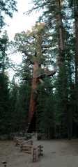 2005YosemiteGrizzlyGiant6881