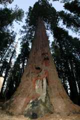 2005YosemiteSequoia6905-9