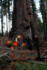 2005YosemiteSequoias6901