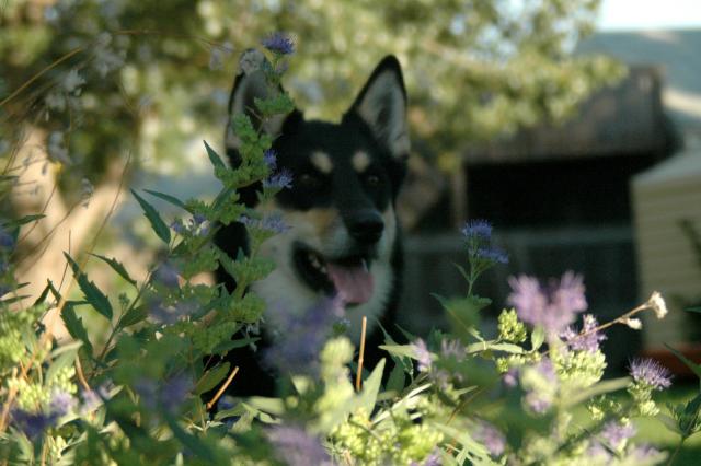 20050829Sika7987