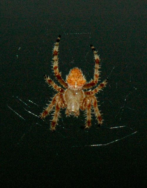 Spider7260