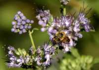 20050827Bee7752
