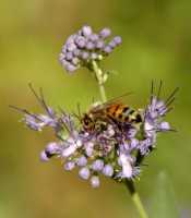 20050827Bee7837