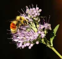 20050827Bee8016