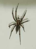 Spider72302