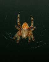 Spider7260