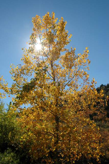 20051016FallColor02
