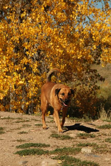 20051016FallColor12