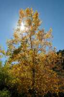 20051016FallColor02