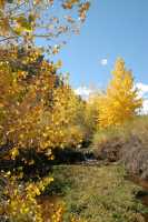 20051016FallColor03