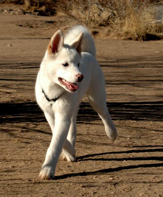 20051224DogPark929