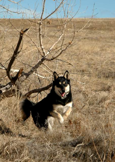 20060101DogPark004