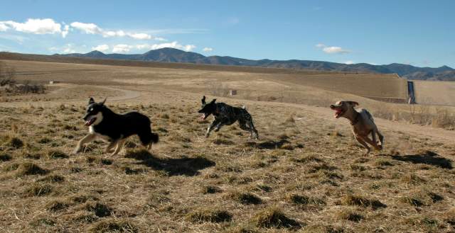 20060101DogPark064