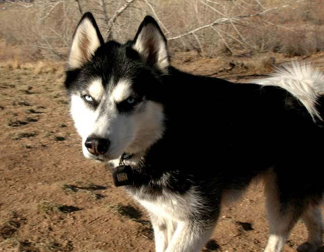20060101DogPark151