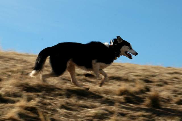 20060101DogPark266