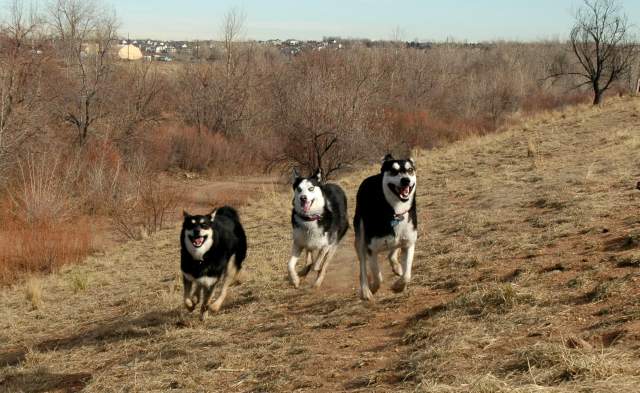 20060101DogPark317
